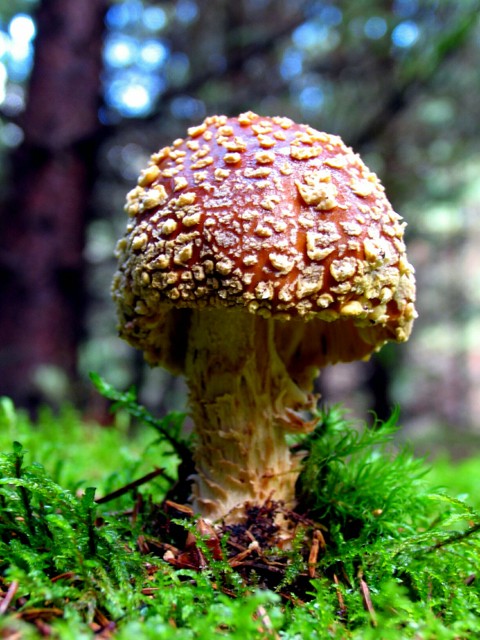 Some wonderful amanita muscaria.