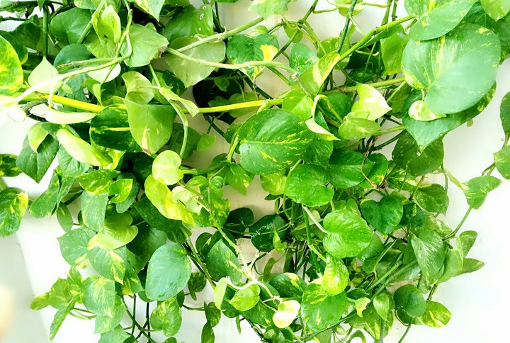 Money Plants