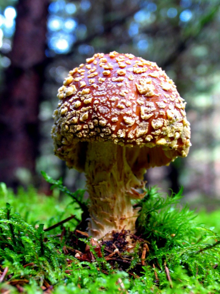 Some wonderful amanita muscaria.