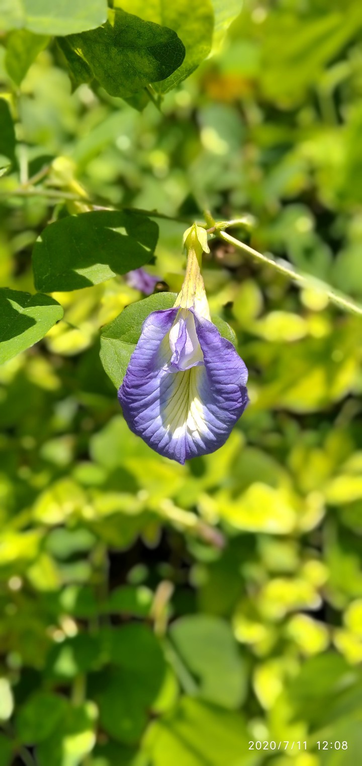 flower ,,,,,sangu puspam