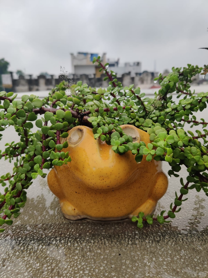 My happy world- Frog