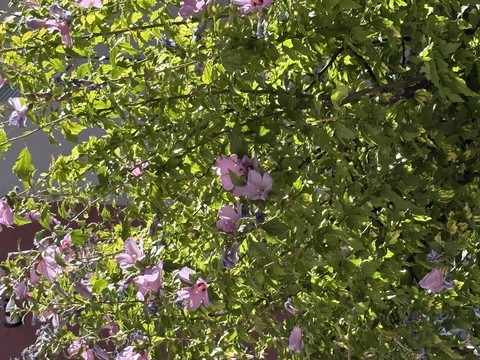 Flores - Madrid