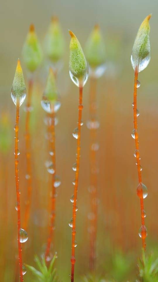 Vert et pluie