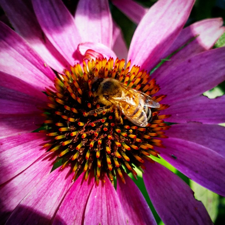 Busy Bee