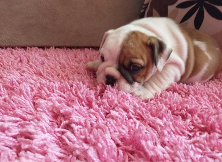 puppy