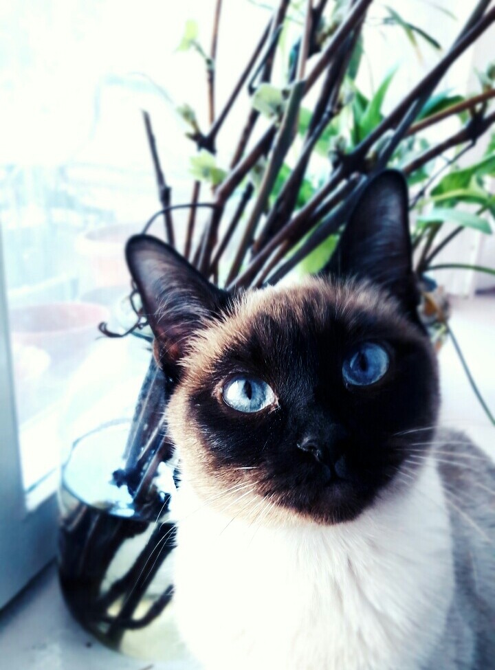 Cat-cat