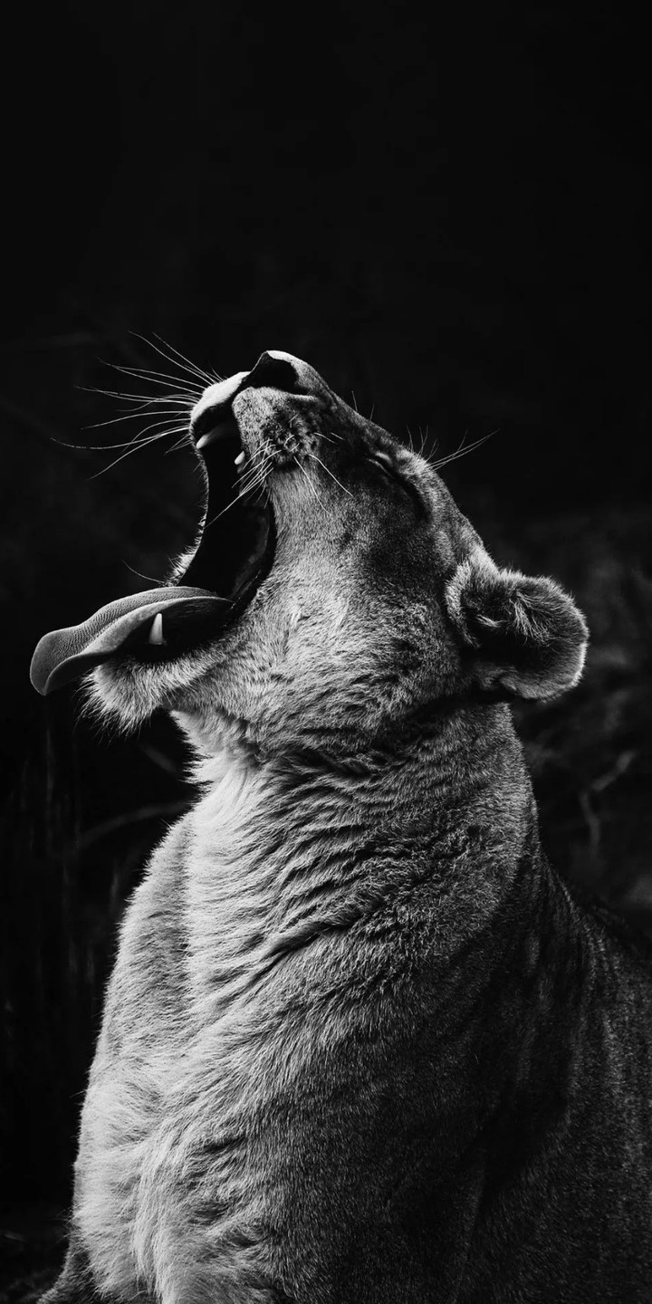 lion