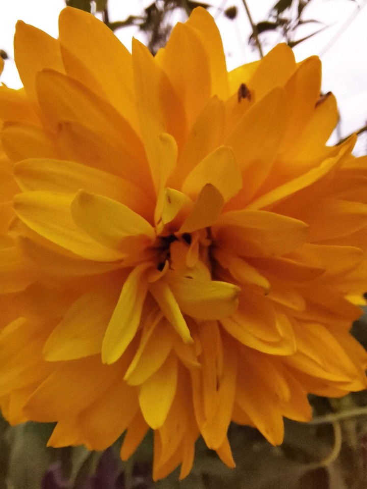 yellow