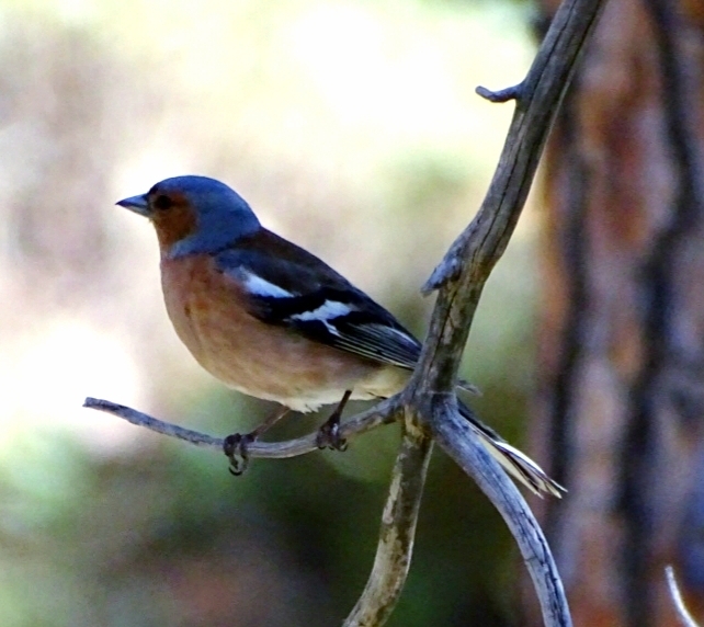 bird