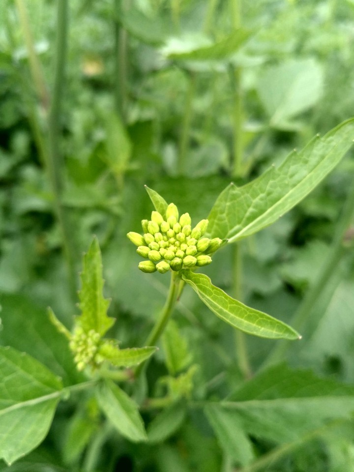 green flower
