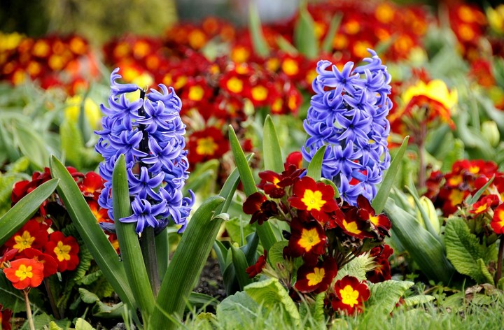 Flowers