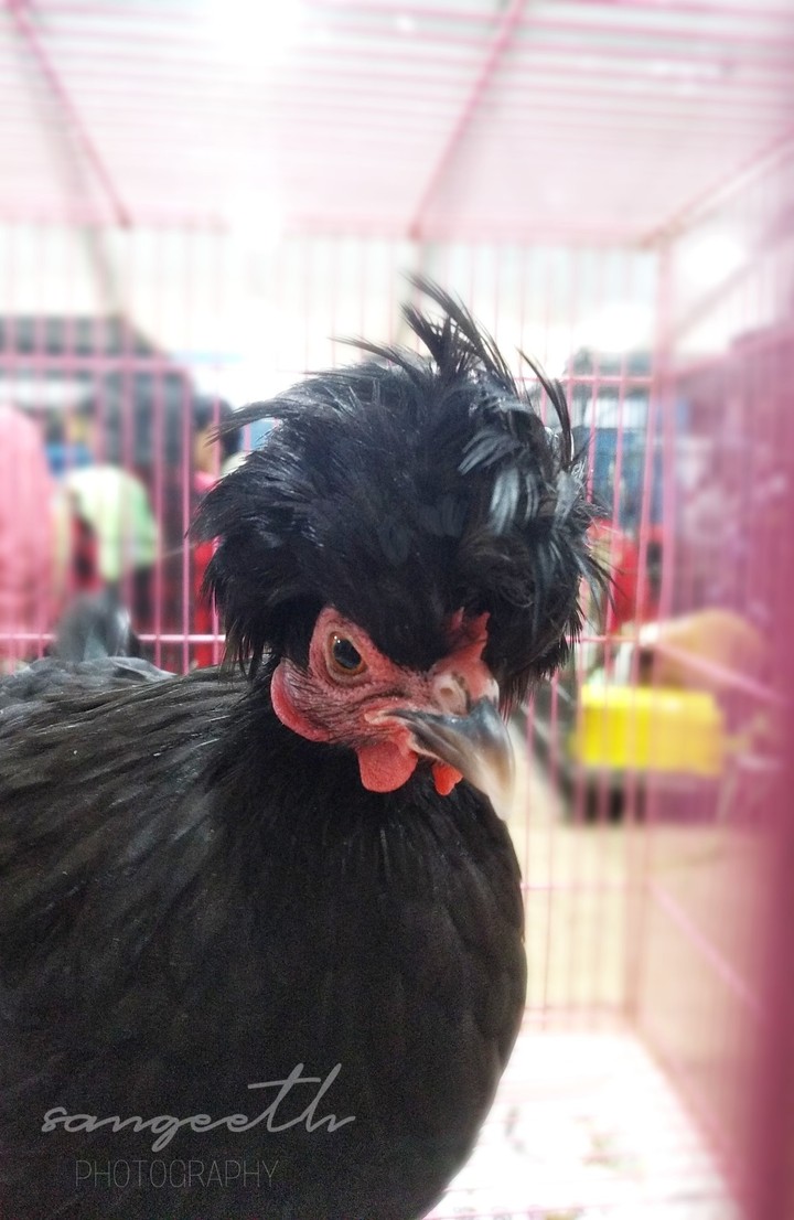 SPIKY HEN