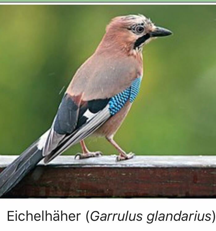 jay