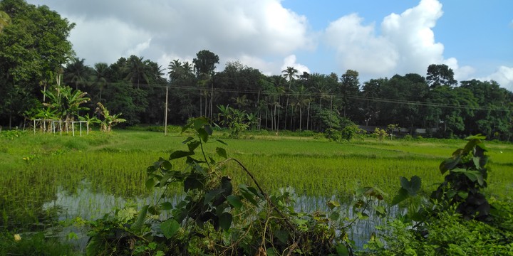 GREENERY