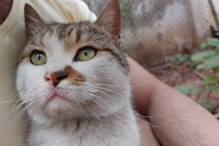 cats