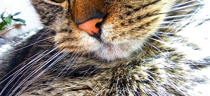 nose