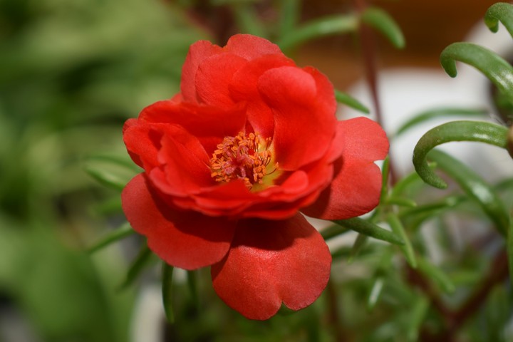 Red beauty