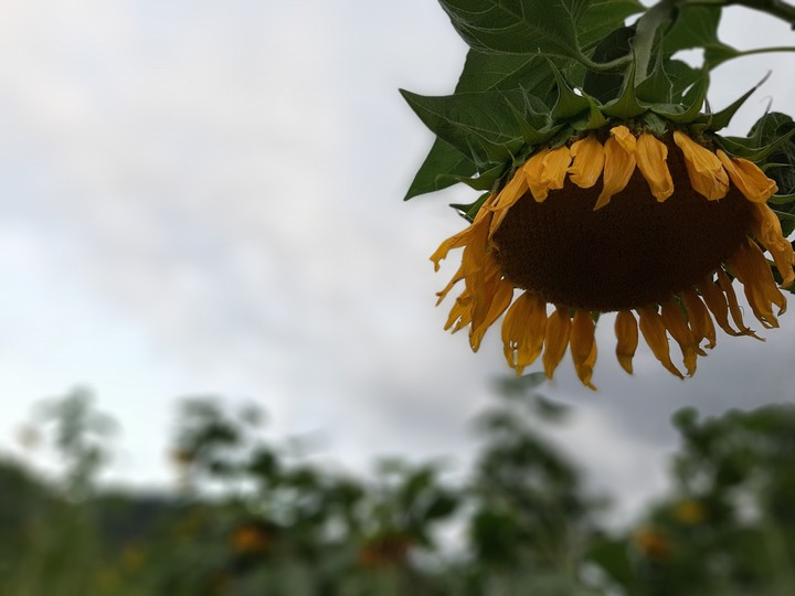 sunflower