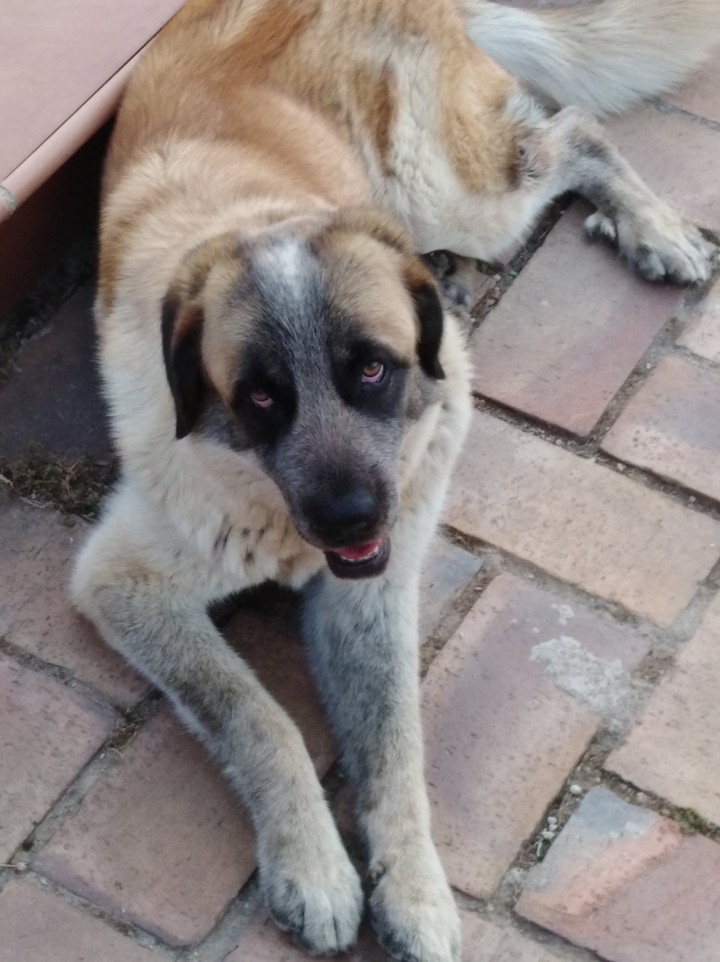 My dog