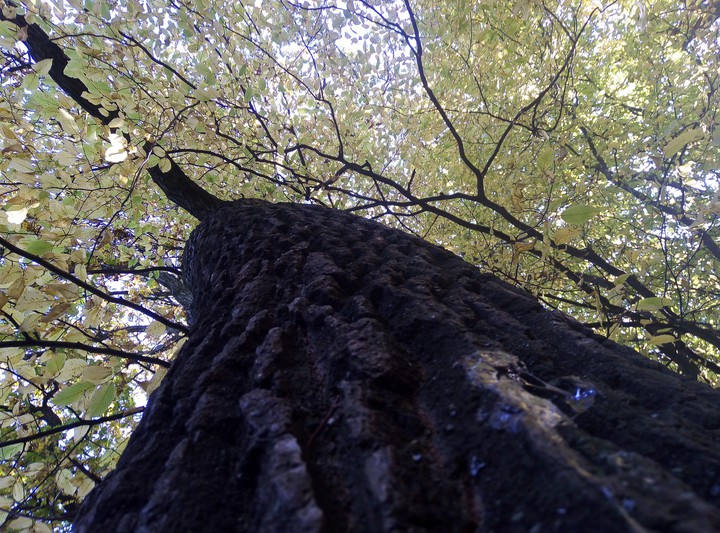 autumn