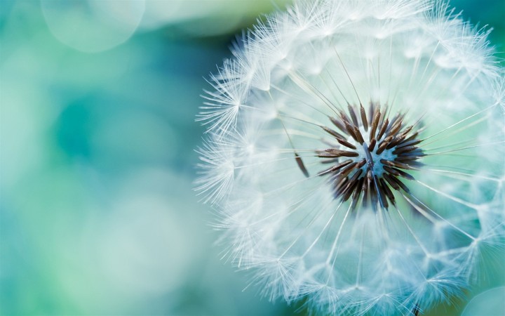 Blowball