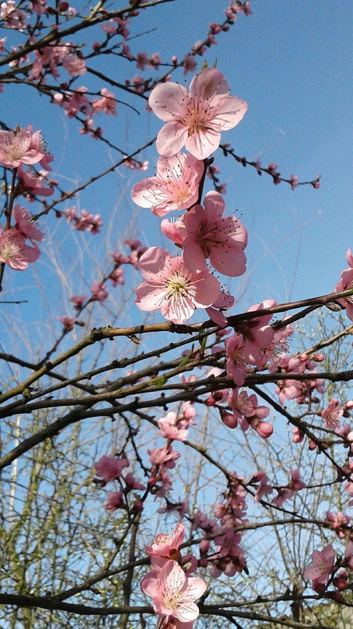 spring peach leaves