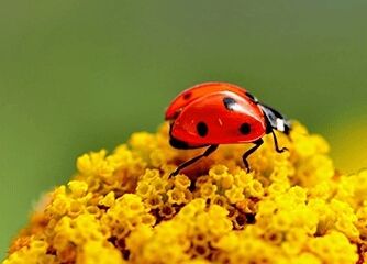 ladybug