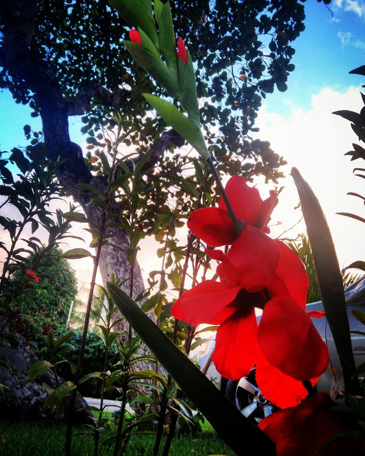 Flor