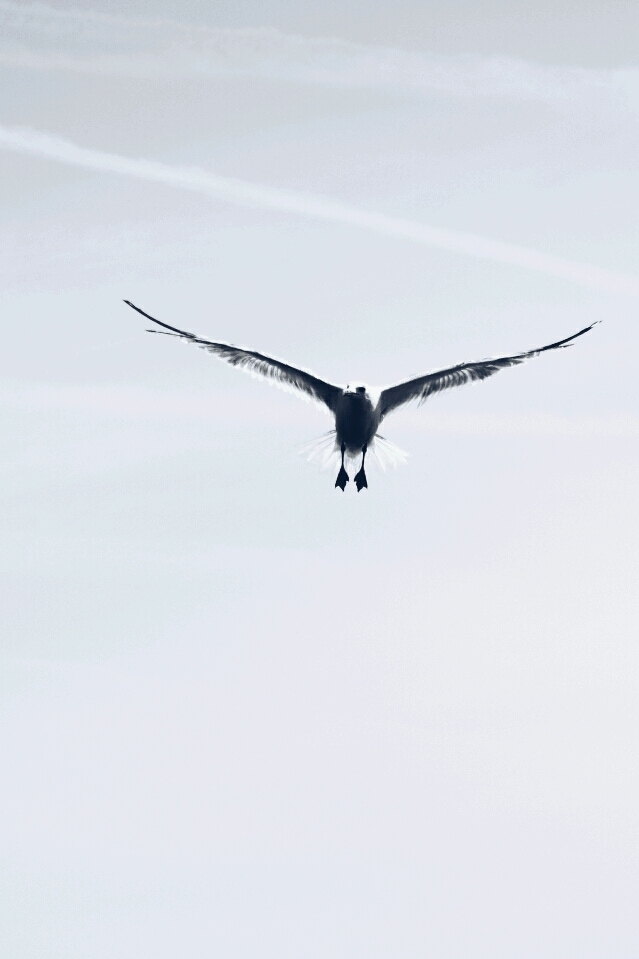 seagull