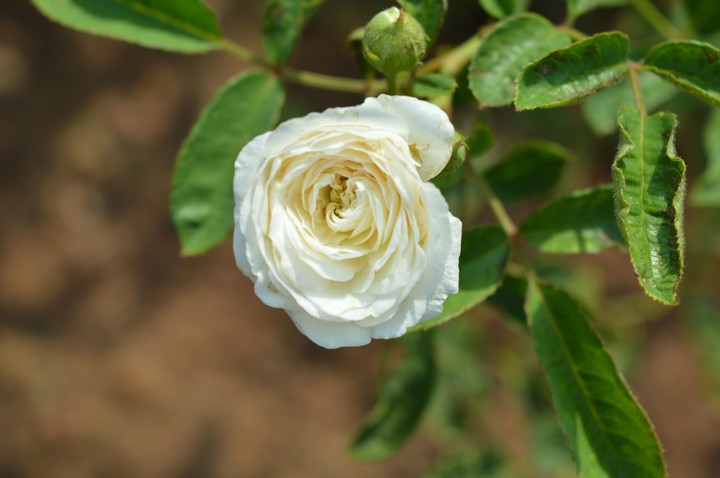 White Rose