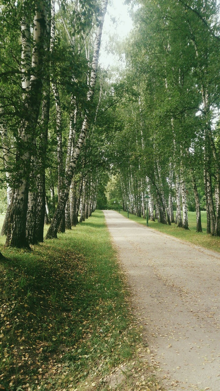Birches