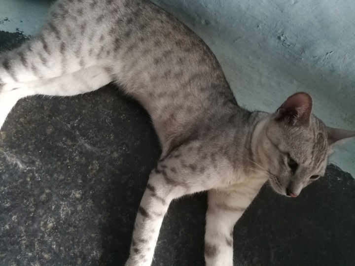 my cat 2