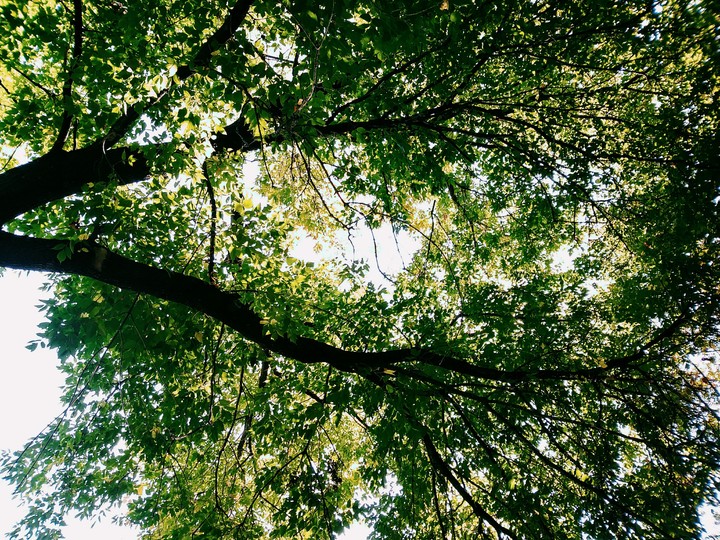 Tree Branch