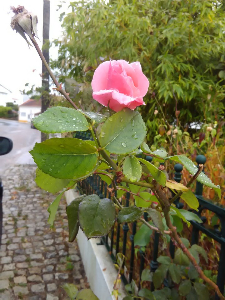 Pink rose