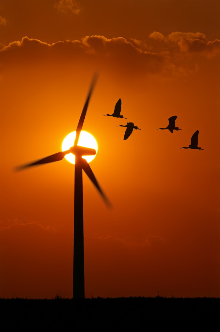 birds