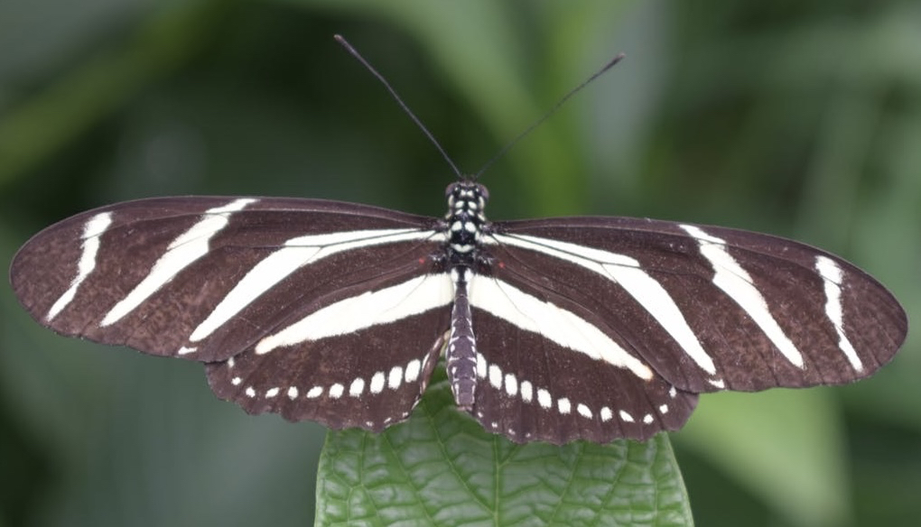 tapety butterfly, pollinator