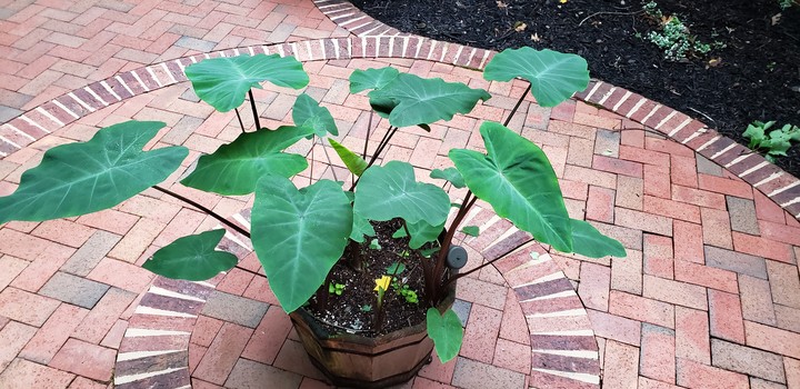 Elephant Ears