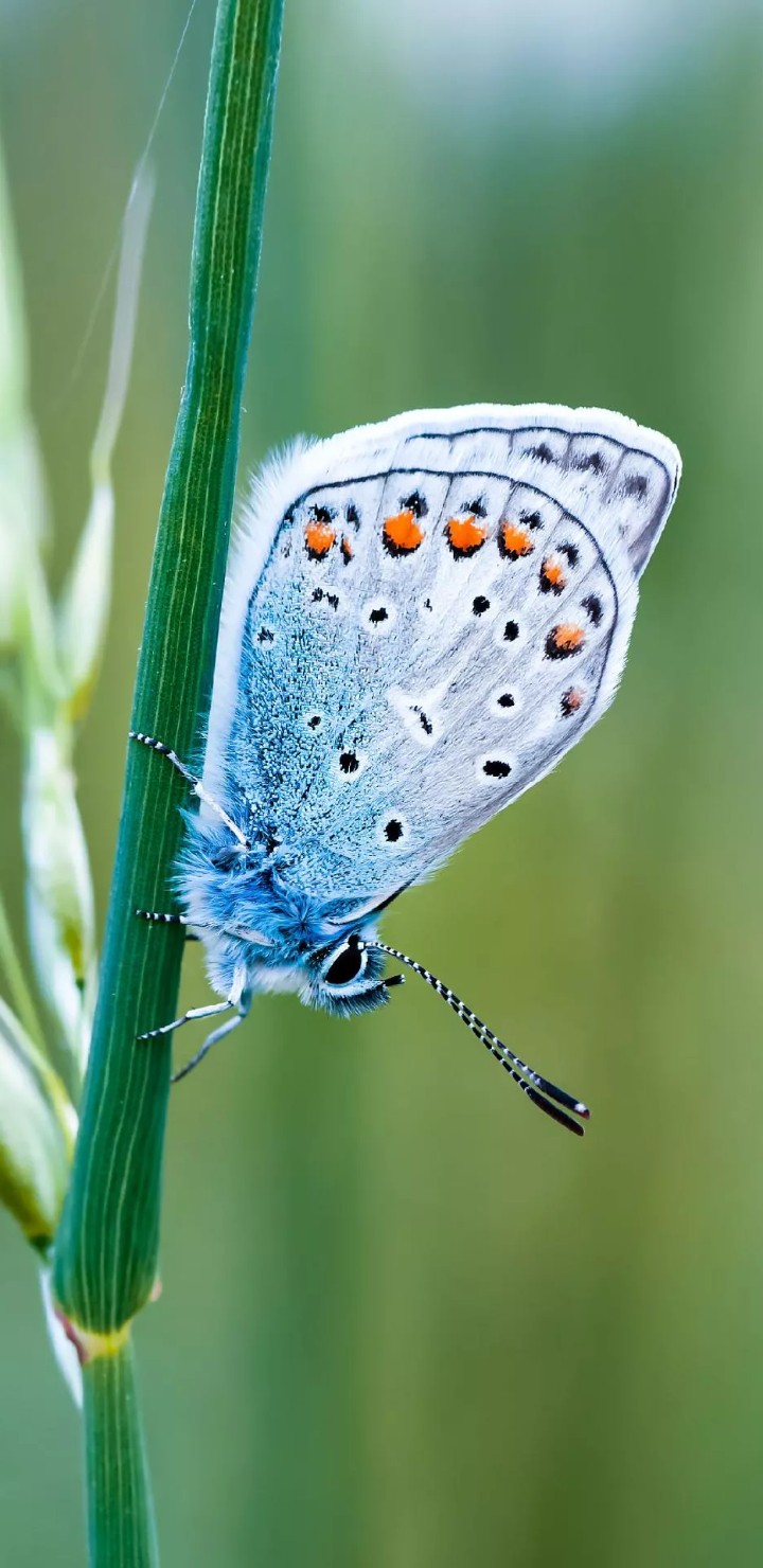 butterfly