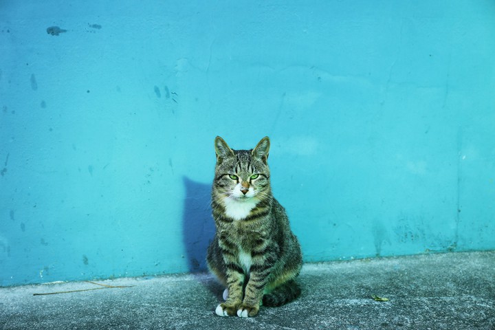 가을 고양이(Wild cat)