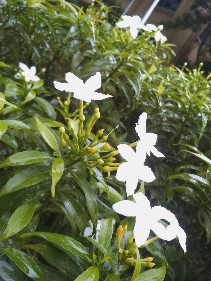 flowers