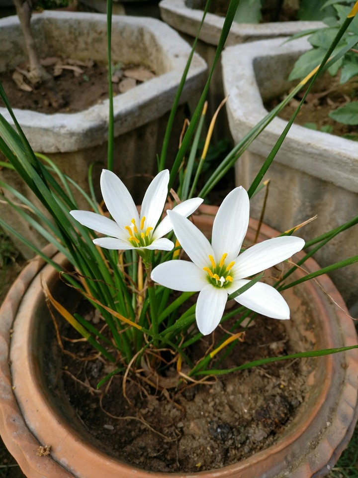 Lilly