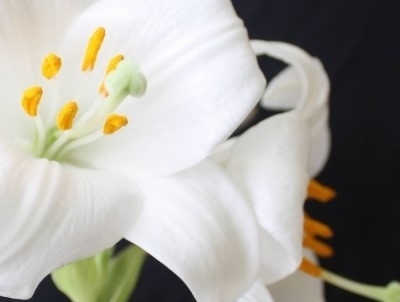 lily