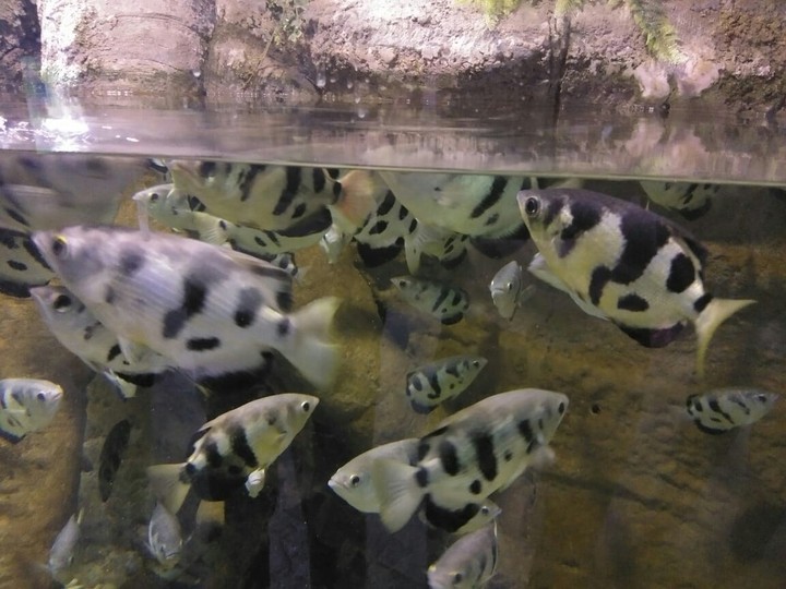 oh fish