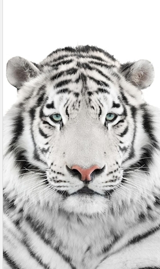 wit tiger