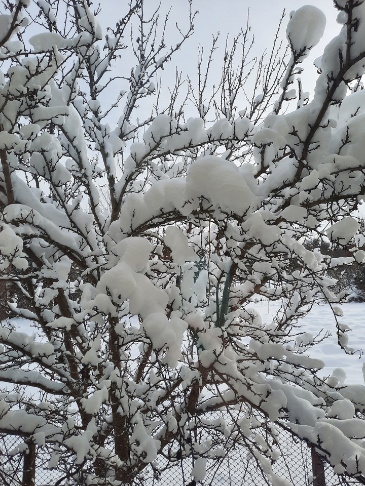 ❄ ❄ snow