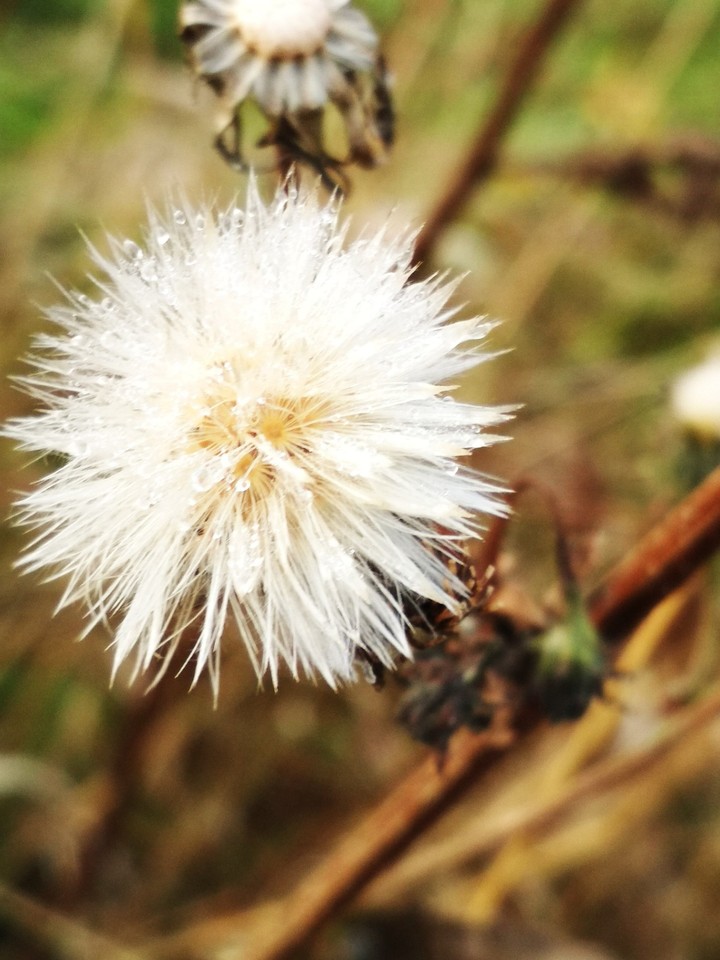 Flover