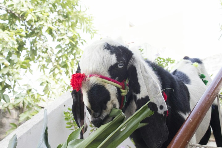 Angry Bakra