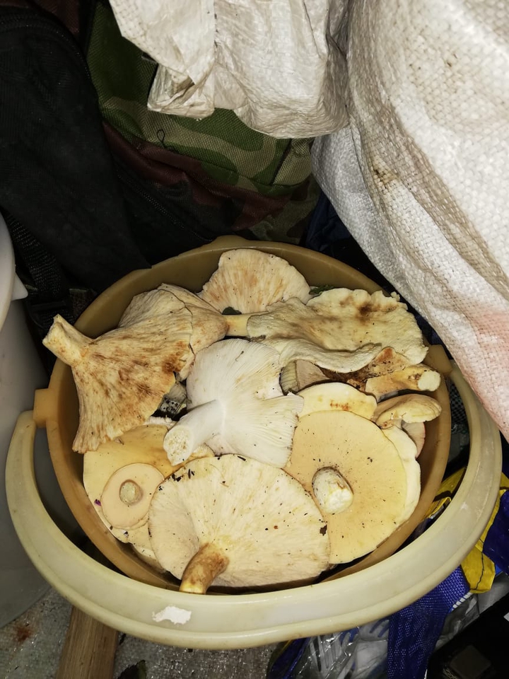 грибы