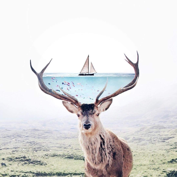 deer