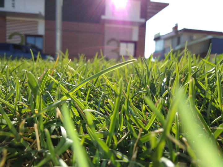 Grass